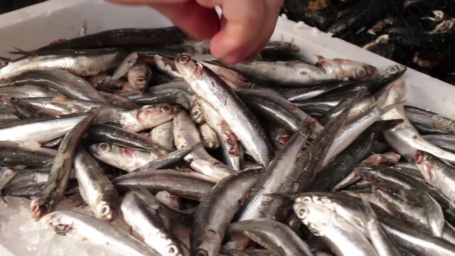 Sardine al banco del pesce fresco