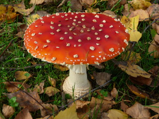 Fliegenpilz