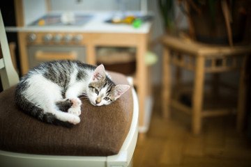 Katze genießt das Leben