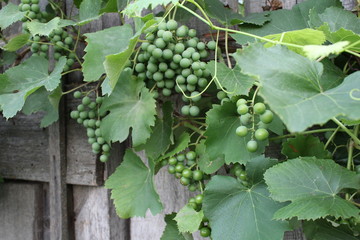 Bunches of green grapes on the background of a wooden fence.