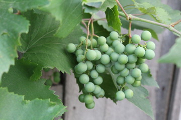 Bunches of green grapes on the background of a wooden fence.