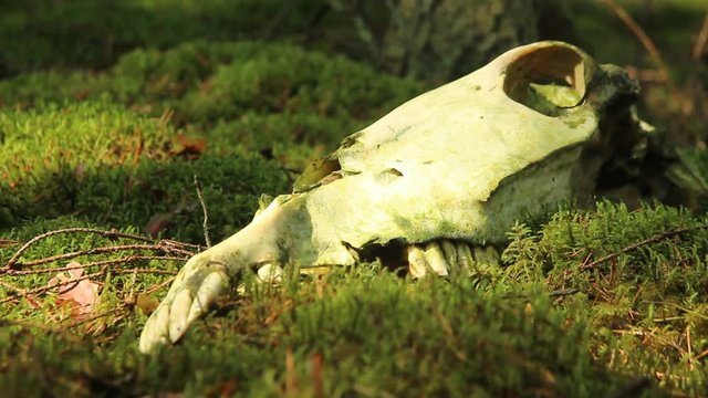 The forest beast's skull on moss