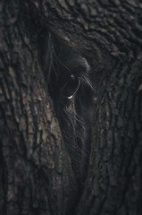 Eye of nature