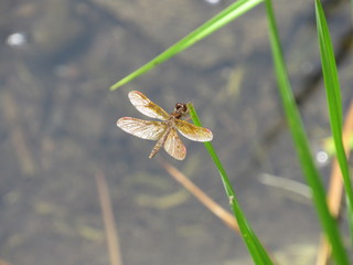 Eastern Amberwing dragonfly (Perithemis tenera) perched on a blade of grass 
