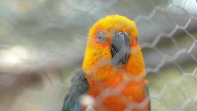A Tropical South American Bird, the Jenday Conure, Looks Around in a Cage