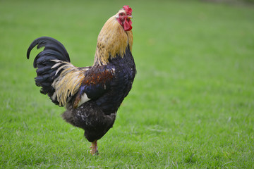 Coq Serama doré droit et fier