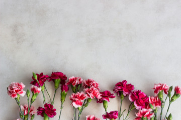Beautiful pink carnation flowers on white background. Flowers background.