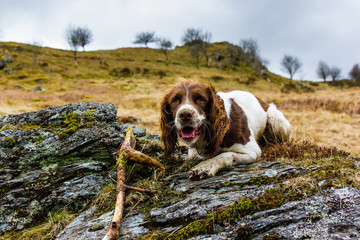 Springer spaniel posing on rock 3