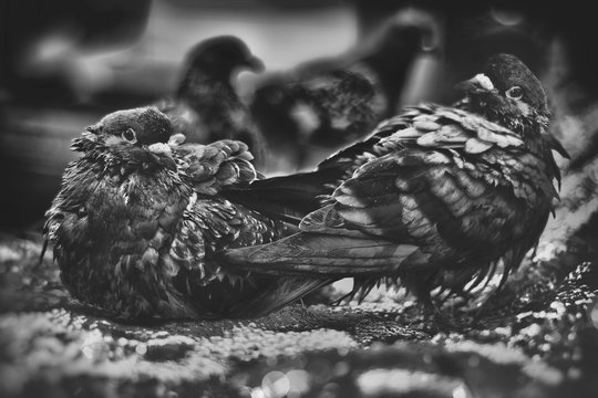 Ruffling some feathers