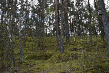 Obraz premium Rezerwat przyrody Ptasi Raj. Gdańsk. Poland
