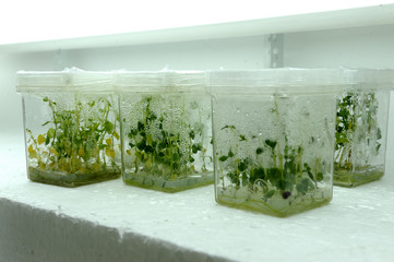 Close up row of glass bottle plant tissue culture on shelf in laboratory