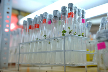 Close up row of glass bottle plant tissue culture on shelf in laboratory
