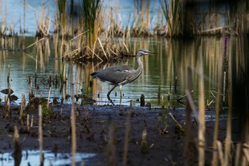 Graureiher läuft in einem Naturschutzgebiet im Wasser 