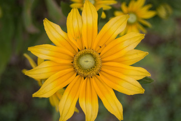 Gelbe Blume im sonnigen Garten