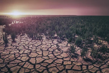 Rolgordijnen drought © Elianne