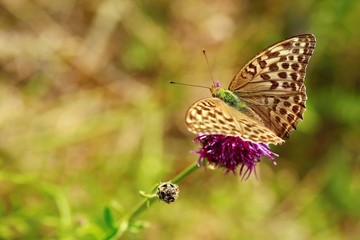 Grey, brown and green female butterfly with open wings, rare Argynnis paphia f. valesina, sitting on violet thistle flower in a field, summer day, blurry green background, Czech Republic, Europe