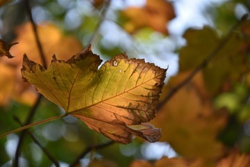 Golden Autumn Leaf with Sunlight and Soft Bokeh Background