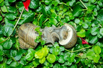 Two or pair of common garden snails make love or mating on the green soft grass after the rain selective focus view from above