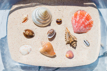 Composition of many beautiful conch shells from a coral reef of Mauritius in Indian Ocean on a sand in the plate. Top view. Tropical beach sand background, - copy space. Travel and holiday concept.