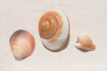 Three beautiful conch shells from a coral reef of Mauritius in Indian Ocean on a sand in the sunlight. Top view. Tropical beach sand background, - copy space. Travel and holiday concept.