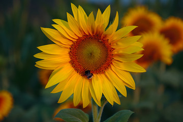 Obraz premium Sunflower with bumblebee in the morning light