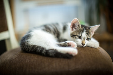 Katze ist müde