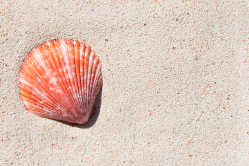 Texture of a red beautiful conch shell from a coral reef of Mauritius in Indian Ocean on a sand in the sunlight. Top view. Tropical beach sand background, - copy space. Travel and holiday concept.