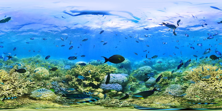 Ile Aux Canards Coral Reef, Noum&Egrave;a, New Caledonia
