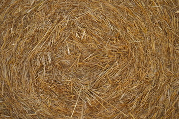 Dry golden straw bale texture or background