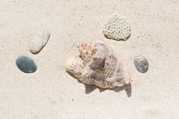Texture of a red beautiful conch shell from a coral reef of Mauritius in Indian Ocean on a sand in the sunlight. Top view. Tropical beach sand background, - copy space. Travel and holiday concept.