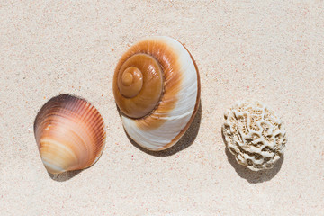 Composition of many beautiful conch shells from a coral reef of Mauritius in Indian Ocean on a sand in the sunlight. Top view. Tropical beach sand background, - copy space. Travel and holiday concept.
