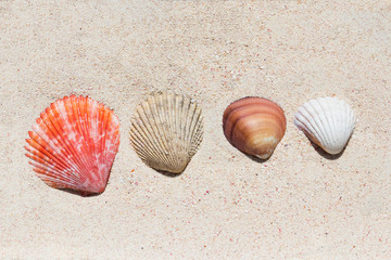 Composition of many beautiful conch shells from a coral reef of Mauritius in Indian Ocean on a sand in the sunlight. Top view. Tropical beach sand background, - copy space. Travel and holiday concept.