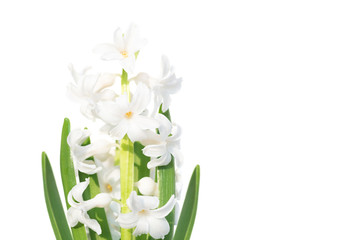 Spring flower hyacinth