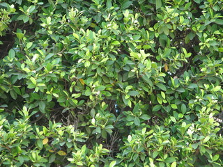 Leaves. Cyprus. Limassol