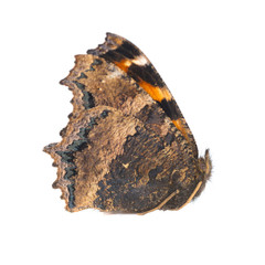 Butterfly yellow legged tortoiseshell or large tortoiseshell (Nymphalis xanthomelas) isolated on white background