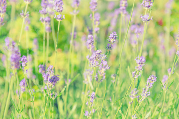 Lavender violet flowers on field at sunset