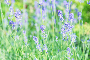 Naklejka premium Lavender violet flowers on field at sunset