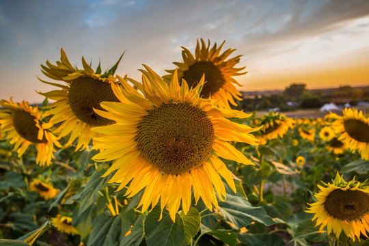 Summer sunflowers meadow with the blue sky. © panifuzja