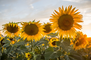 Fototapeta premium Summer sunflowers meadow with the blue sky.
