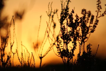 Fototapete Sonnenuntergang orangefarbener Himmel © emieldelange