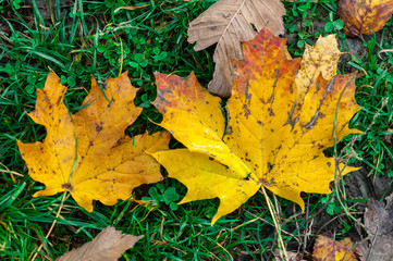 Leaf on the ground after the rain. Spring scene.