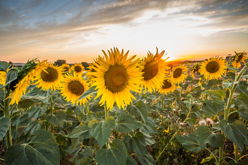 Fototapeta premium Summer sunflowers meadow with the blue sky.