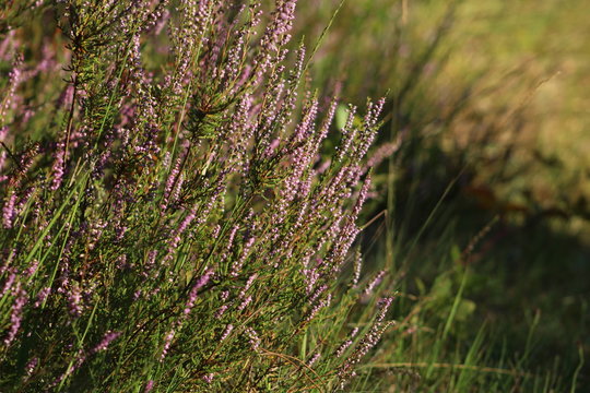 Roze paarse heide plant