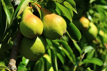 Birnen im Garten