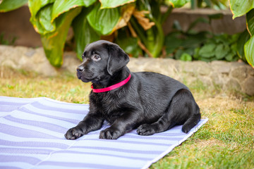 black labrador puppy on the grass