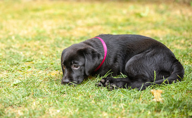 black labrador puppy on the grass