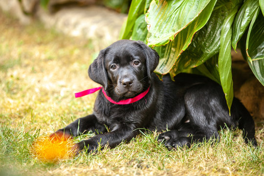 black labrador puppy on the grass