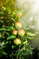 large green apple on an apple tree