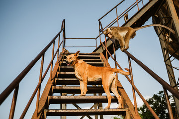 Macaque monkey and a stray dog