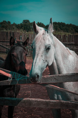 Fototapeta premium horses